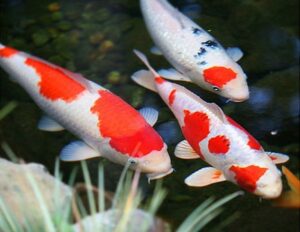 Nằm mơ thấy cá và con số may mắn liên quan